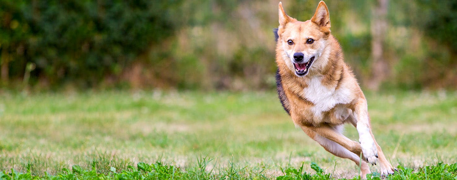 Fawn Dog Names Popular Male and Female Names Wag!